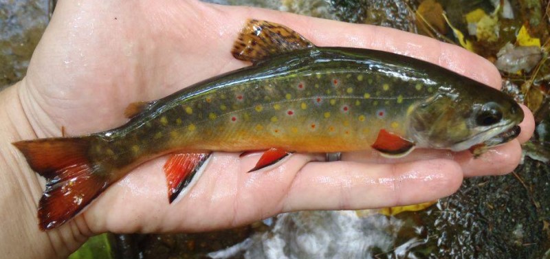 wild brook trout in hand